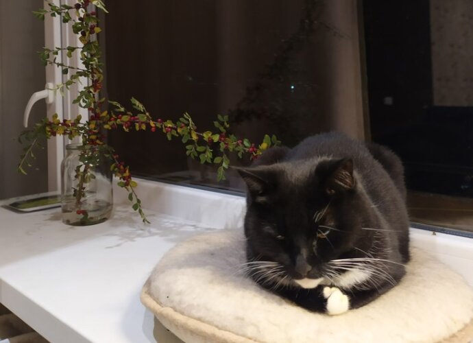 Už žiaurų elgesį su katinu teismas skyrė arešto bausmę